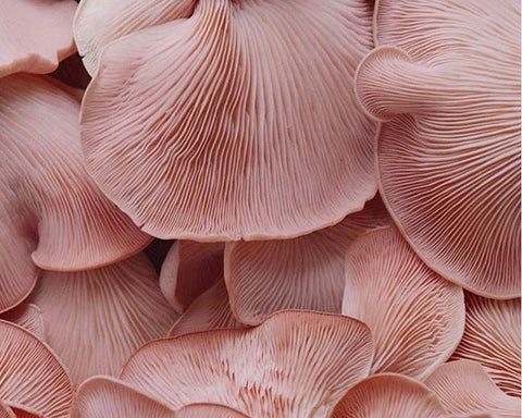 Adaptógenos: o que são?