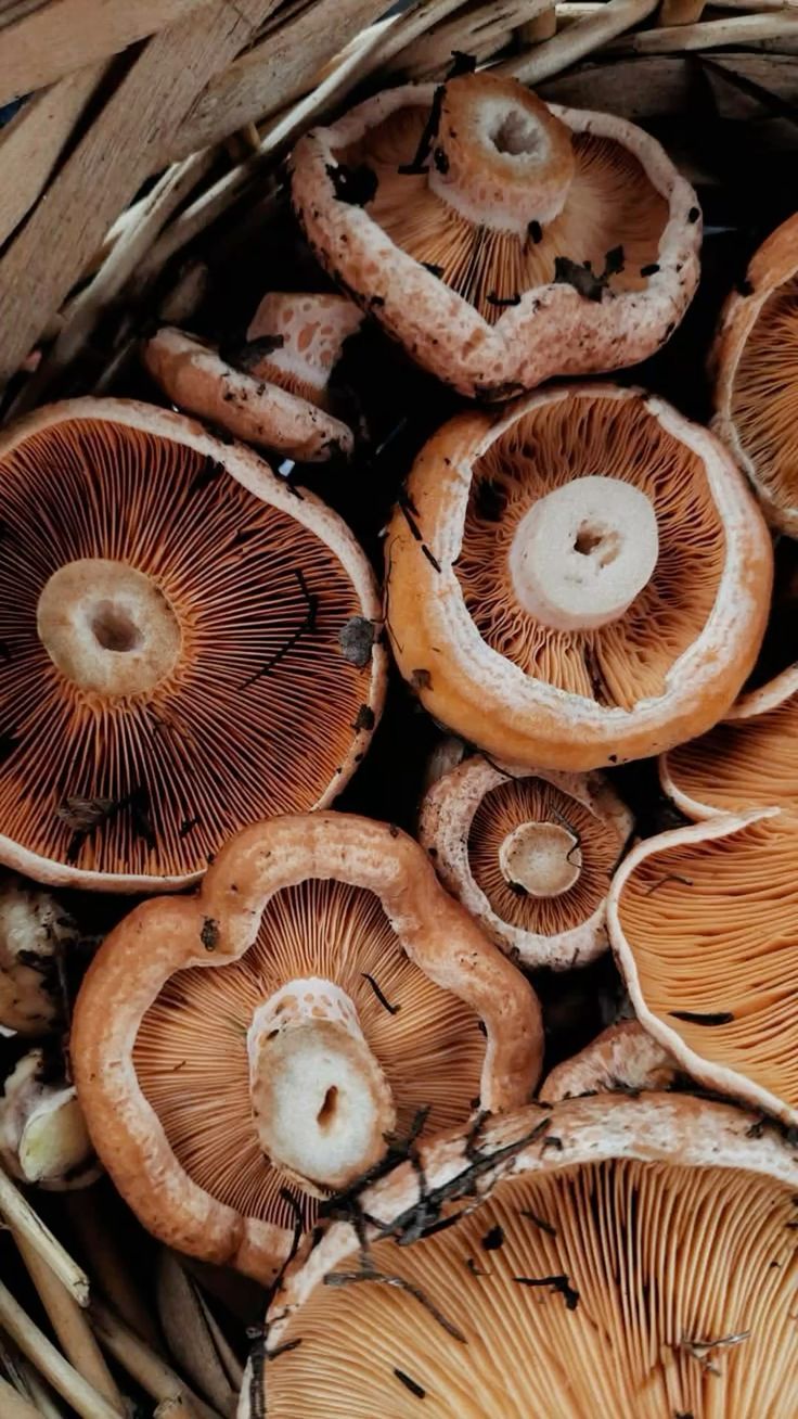 Champignon (Agaricus bisporus): benefícios para a microbiota intestinal e saúde geral