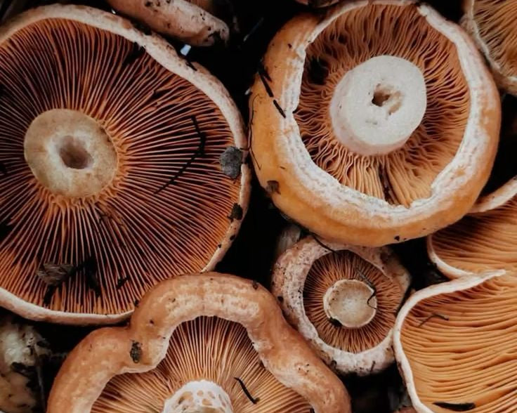 Champignon (Agaricus bisporus): benefícios para a microbiota intestinal e saúde geral