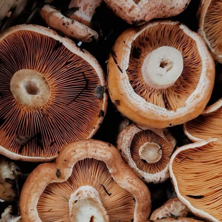 Champignon (Agaricus bisporus): benefícios para a microbiota intestinal e saúde geral