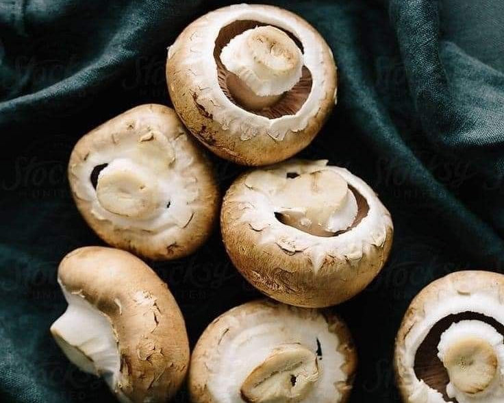 Você sabia qual cogumelo usamos nos produtos Mushin?